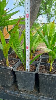 2,5 ročné sadenice Trachycarpus Fortunei - 4