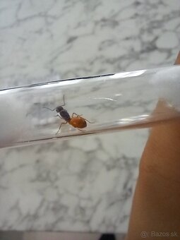 Kráľovny mravcov rodu Camponotus Fedtschenkoi - 4