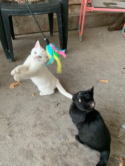 Roztomilé mačiatka - 4