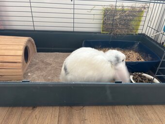 Kralik- Barancek samicka - 4