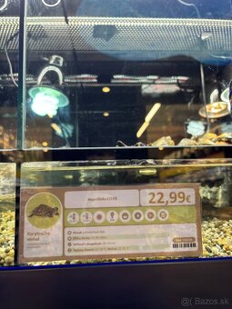 Predám vodnú korytnačku do dobrých a zodpovedných rúk. - 4