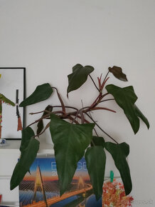 philodendron red - 4