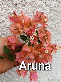 Bougainvillea,( bougainvillea, bugenvilea, bugenvila ) - 4