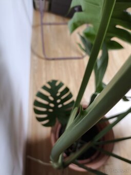 Monstera deliciosa - 4