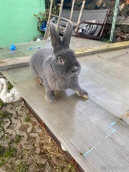 Samica Viedenský modrý - 4