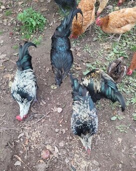 Kohúty na predaj - 4