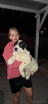 Stredoázijsky ovčiak - 4