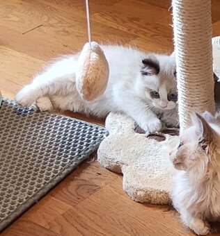 Ragdoll mačiatko - 4