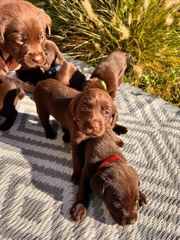 Labrador šteniatka - 4