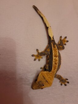 Pagekon riasnaty - 4