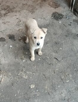 Darujem šteniatká - 4