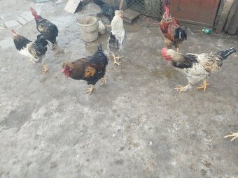 Kačice a kohút - 4