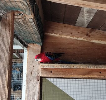 Rozely ruším chov - 4