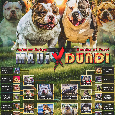Na predaj American Bully - 4