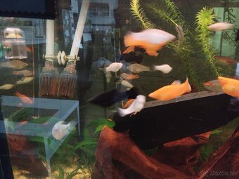 akvarium - 4