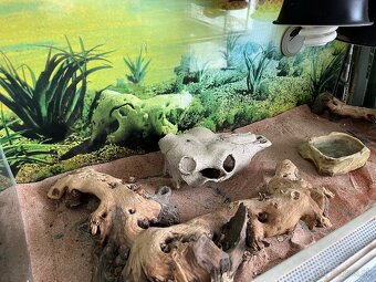 Terarium - 4
