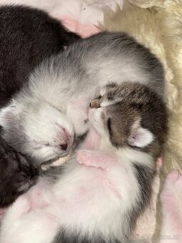 1/2 Mainská mývalia mačka/kocúr (Maine Coon) - 4
