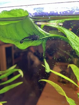 Prísavníky - ancitrus - 4