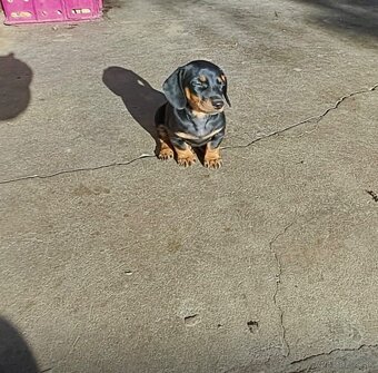 Šteniatka čistokrvného  jazvečítka - 4