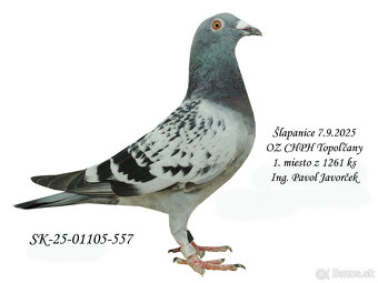 POŠTOVÉ HOLUBY - 4