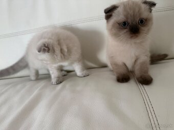 Britské mačiatka - 4