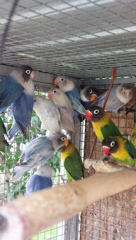 Ponúkam na predaj agapornisov - 4