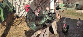 Predám kohúty australorpky - 4