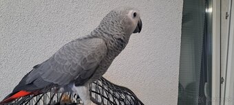 Predám papagaja žaka - 4