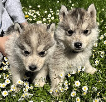 Sibírsky Husky - 4