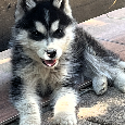 Sibírsky Husky - 4