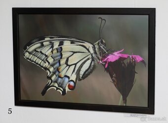 Fotografie motýľov, zarámované, 96 x66 (101 x 70) cm - 4