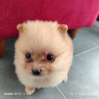 Nemecký trpaslicí špic typ pomeranian - 4