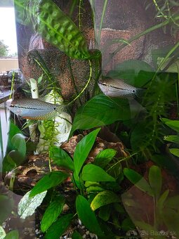 Predám komplet akvarium - 4