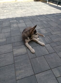Hasky - 4
