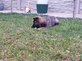 Nemecký ovčiak - 4