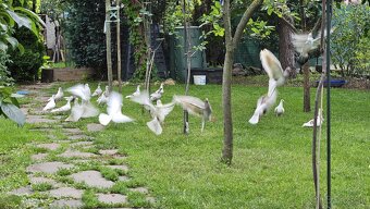 Bratislavské vysokoletune - 4