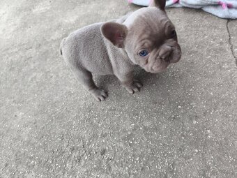 Francuzsky buldocek - 4