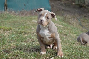 American bully standard ABKC - 4