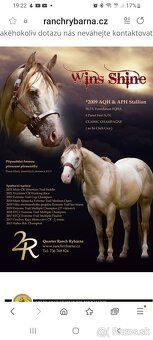 Quarter horse klisna 1rok - 4