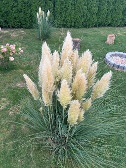 Okrasná pampová tráva - 4