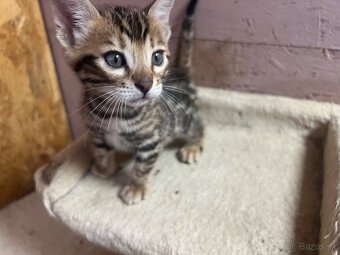 Bengalska mačka s PP - 4