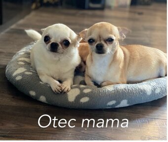 Čivavka mini , krátkosrstá čivava , civava, mini čivava - 4