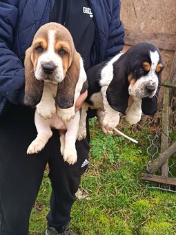Basset hound - 4