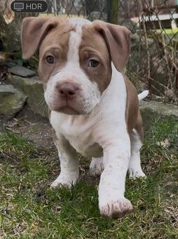 American Bully XL - 4