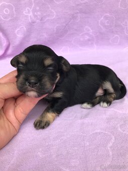 Havanský psík-Bichon havanský s PP - 4