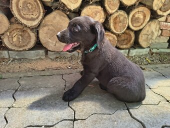 Labrador šteniatká - 4