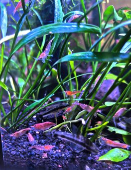 Predam krevetky Red cherry - Neocaridina davidi - 4