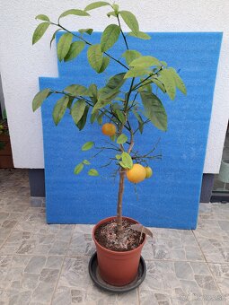 Predám kumquat japonica - 4