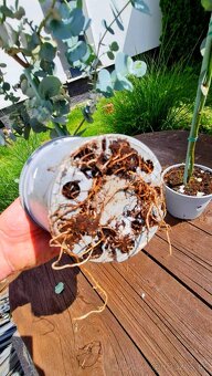Eukalyptus Gunni "na kmienku" - 4