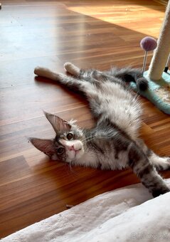 mainska myvalia kocurik , maine coon - 4